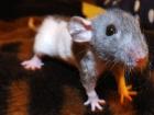 szczurki Dumbo, Dumbo Rats